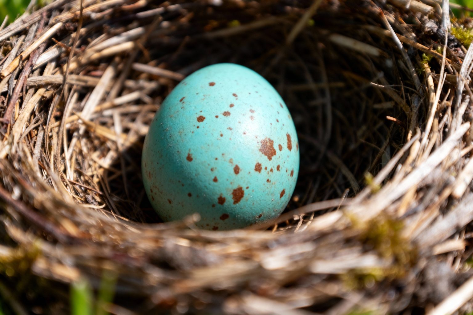 Œuf de Merle Comment Reconnaître et Protéger les Oisillons ? 🐦 — free download