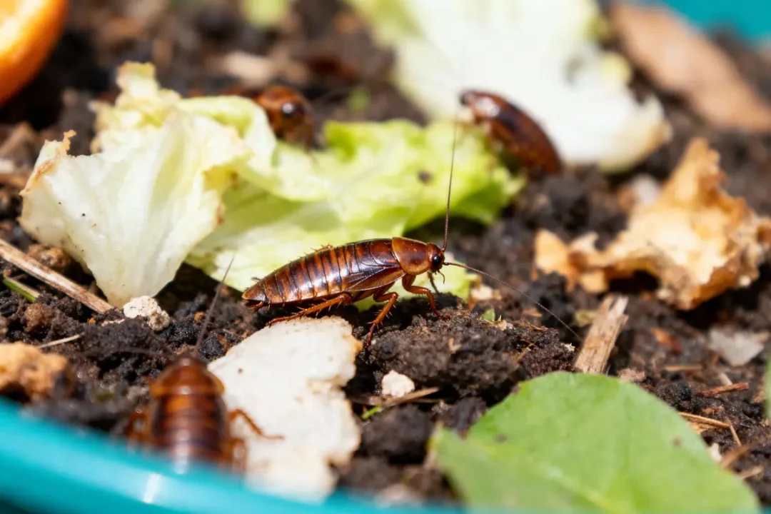 Cafards bruns sur sol humide entourés de feuilles de salade et déchets organiques dans un bac à compost.