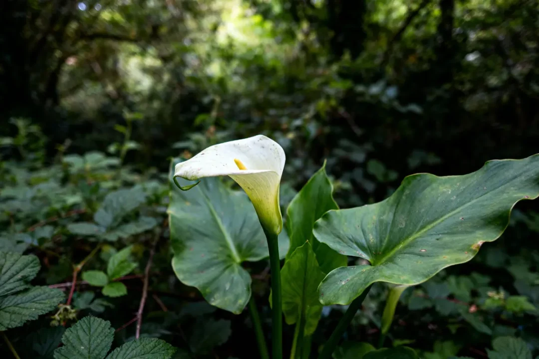 Lys calla blanc avec grandes feuilles vertes dans une forêt, éclairé par une lumière douce.