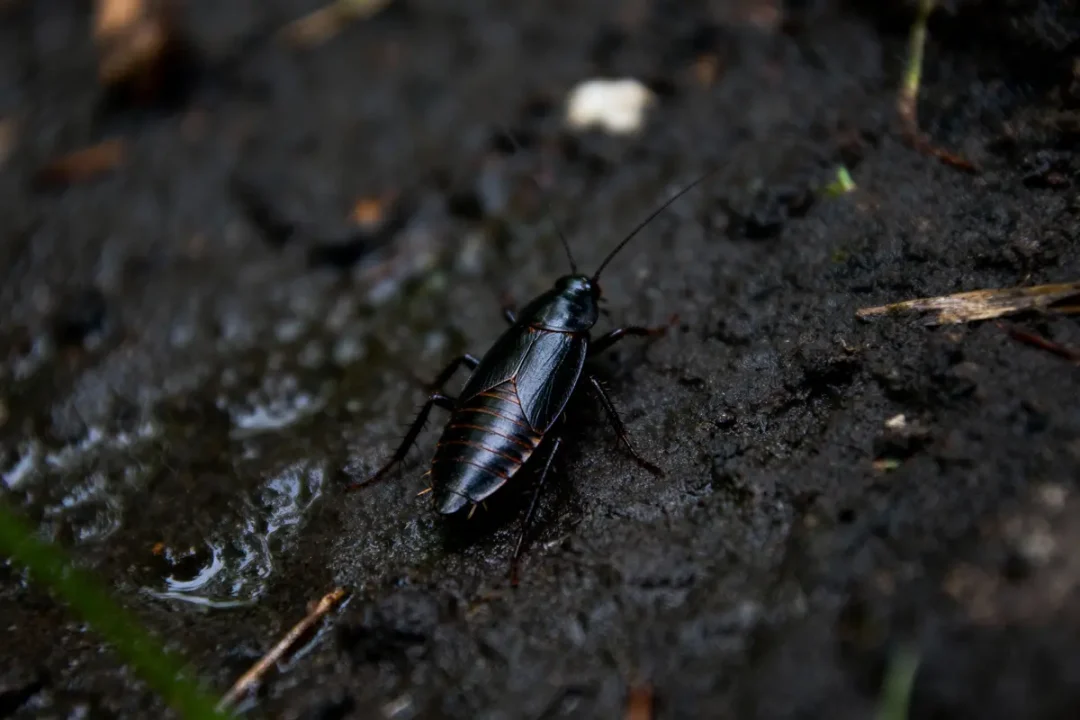 Cafard noir sur sol humide, antennes et pattes visibles, environnement naturel obscur.