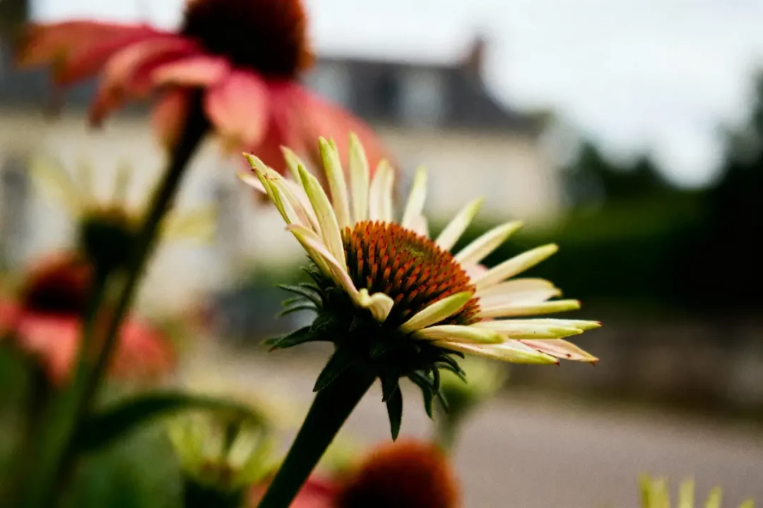 Fleur jaune en gros plan avec arrière-plan flou de végétation et bâtiment.