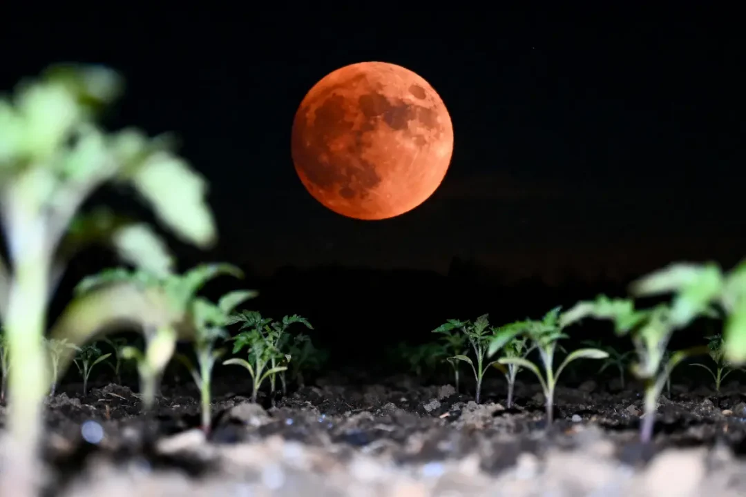 Jeune plants sous une pleine lune rouge, ciel nocturne dégagé, sol sombre.