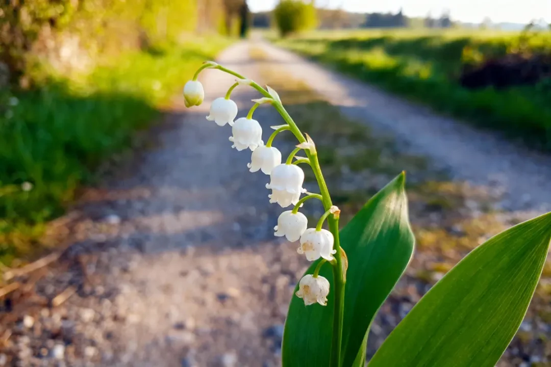 Brin de muguet en fleurs blanches, bordure de chemin en arrière-plan flou. Scène ensoleillée.