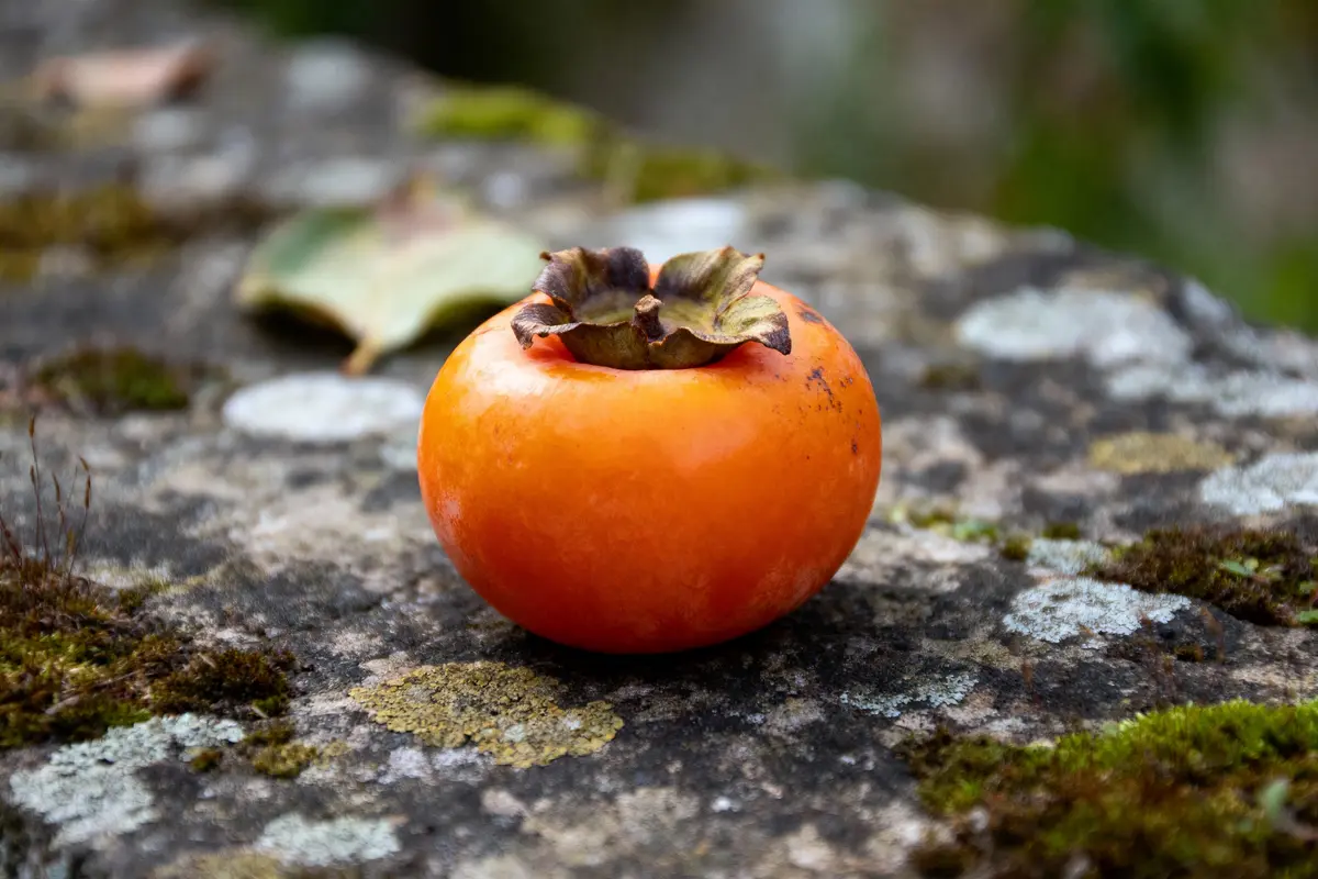 Kaki orange posé sur une surface en pierre moussue, avec une feuille floue en arrière-plan.