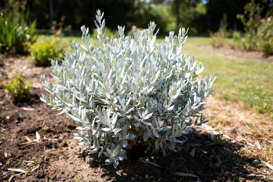 Buisson argenté avec des feuilles elancées dans un jardin ensoleillé, sur fond de pelouse et arbres verdoyants.