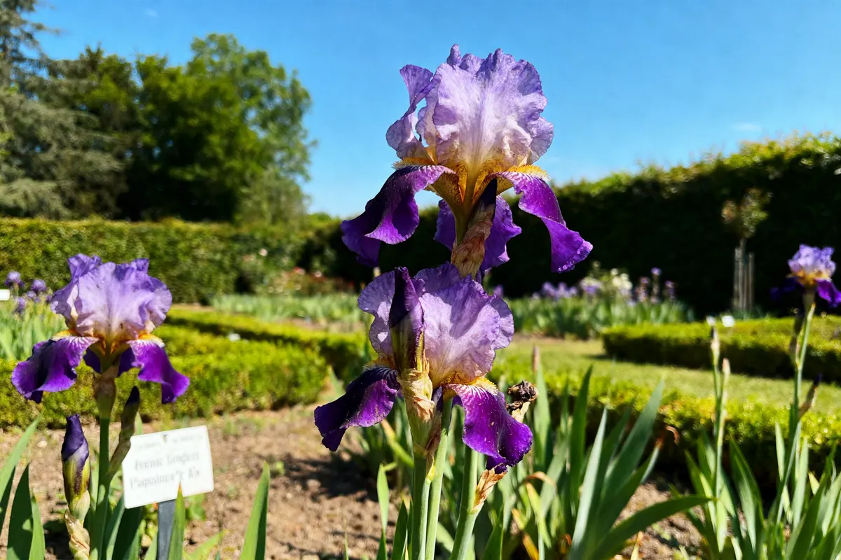 Deux iris violets en gros plan dans un jardin sous un ciel bleu.