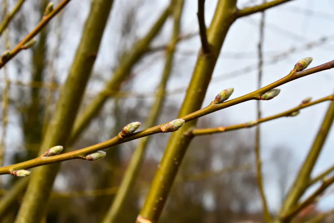 Bourgeons sur branches de saule en hiver, fond flou, ciel gris.