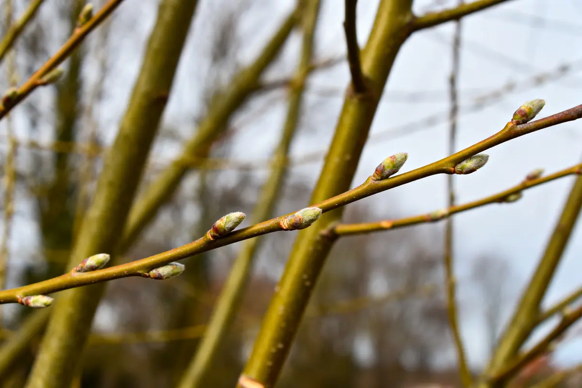 Bourgeons sur branches de saule en hiver, fond flou, ciel gris.