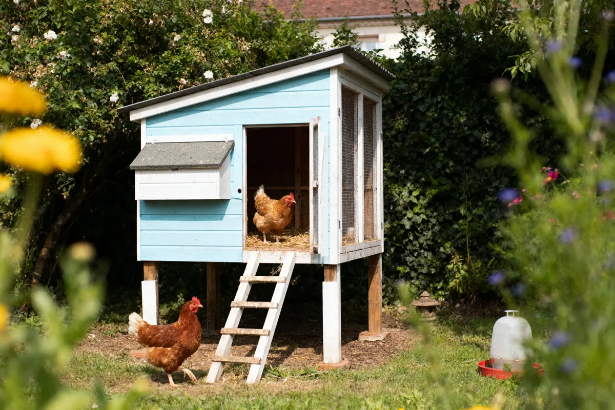 Poulailler bleu clair surélevé avec deux poules, jardin verdoyant en arrière-plan.