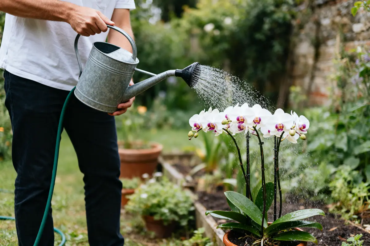 Personne utilisant un arrosoir pour arroser une orchidée blanche dans un jardin verdoyant