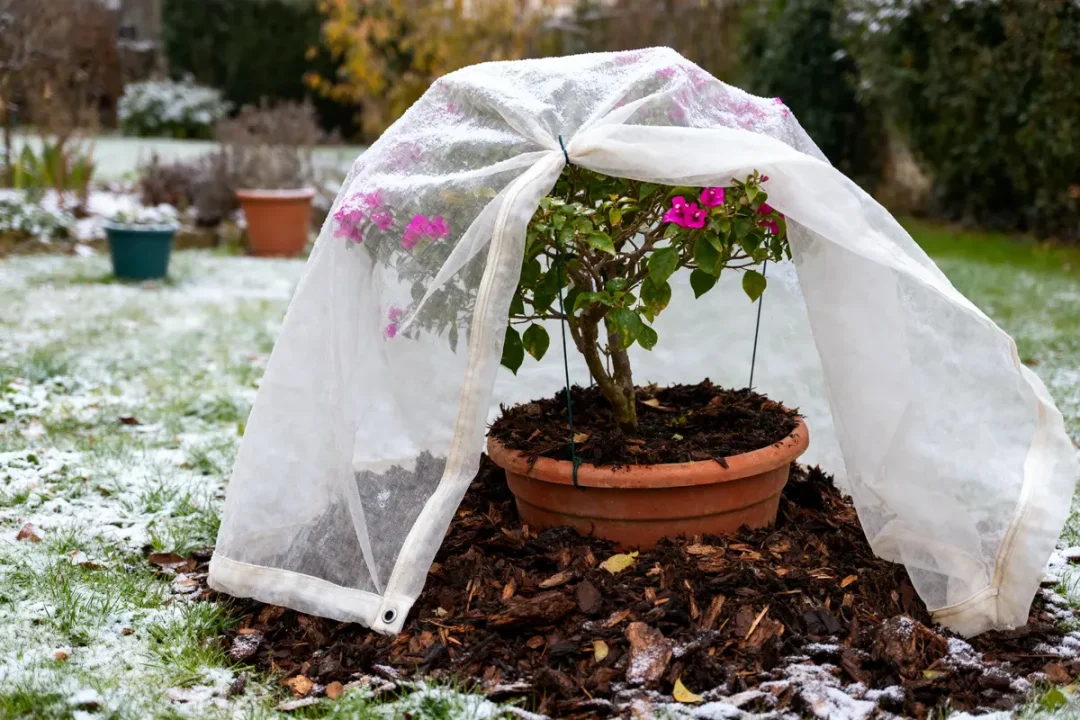 Bougainvillier en hiver protégé sous voile antigel dans un jardin enneigé