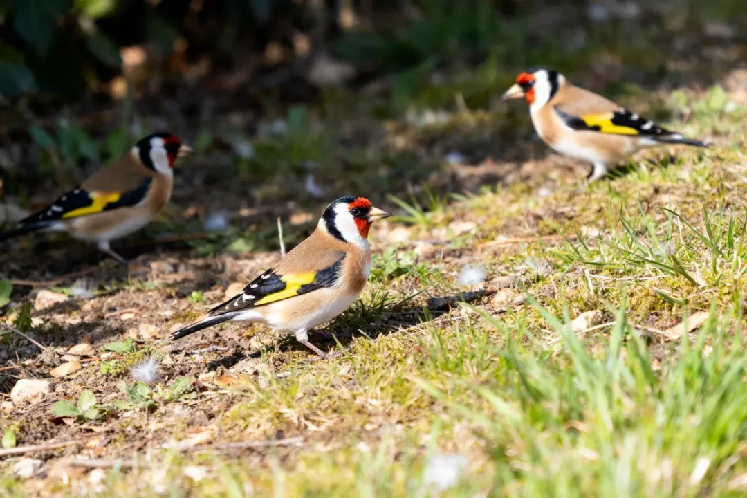 Trois chardonnerets colorés cherchant de la nourriture au sol dans un jardin ensoleillé