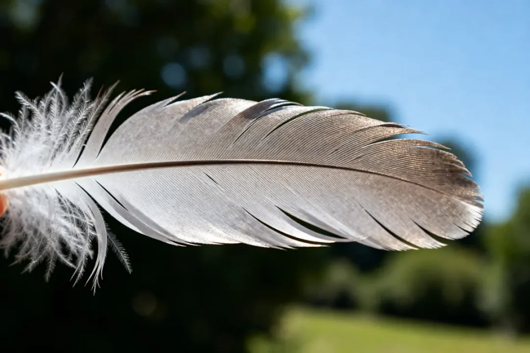 Plume grise lumineuse de granuplume en gros plan sur fond de ciel bleu