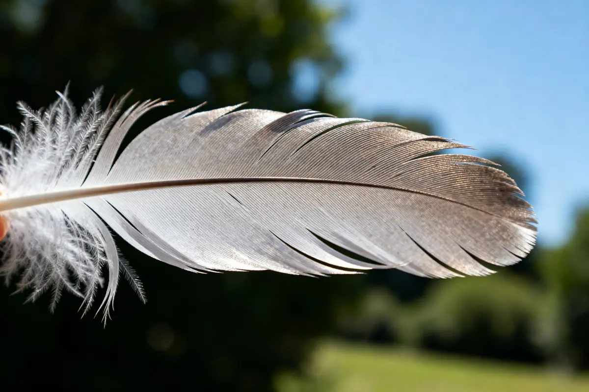 Plume grise lumineuse de granuplume en gros plan sur fond de ciel bleu