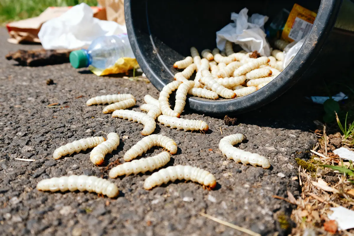 Asticots éparpillés autour d'une poubelle, signification d'asticot dans la maison.