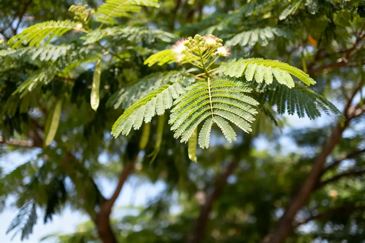 Feuillage vert d'un arbre Albizia en gros plan sous la lumière du soleil