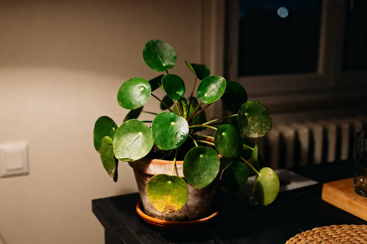 Pilea aux feuilles rondes dans un pot en terre cuite asso pilea ne pousse pas