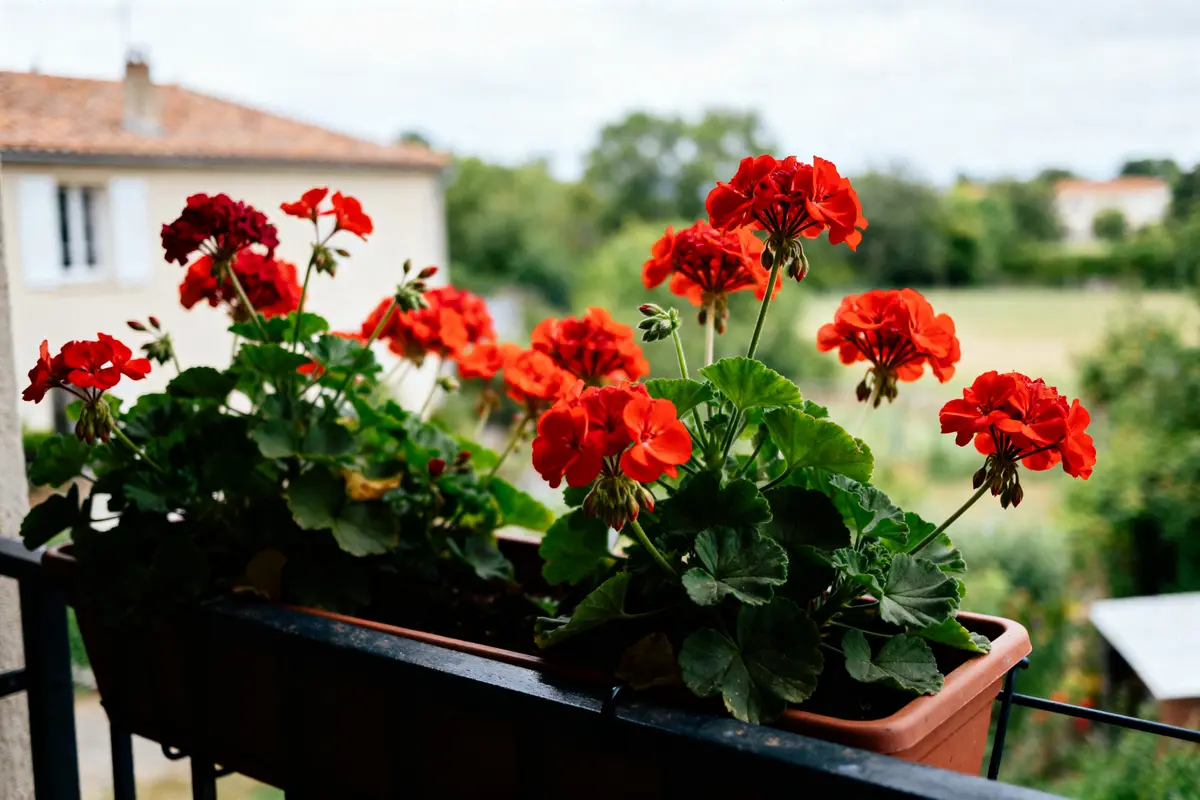 Pot de géraniums rouges en fleurs sur un balcon avec vue sur le jardin