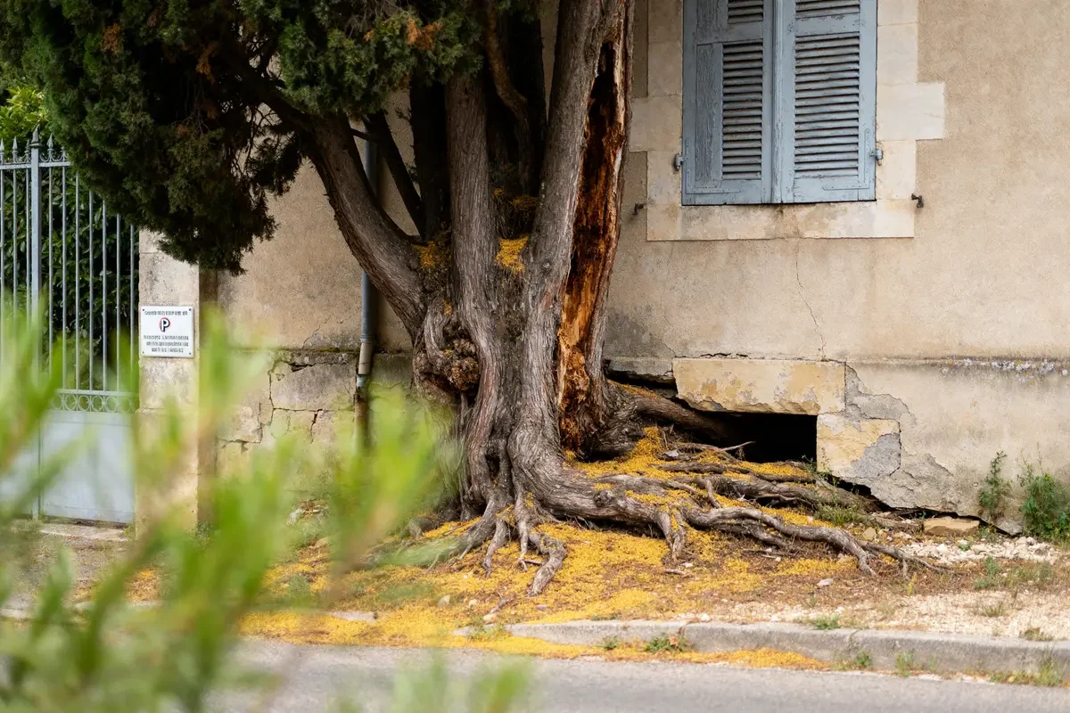 Cyprès endommageant mur de maison, illustrant les inconvénients du cyprès en milieu urbain