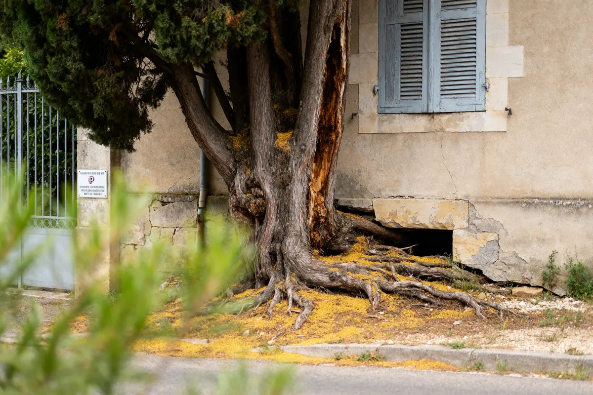 Cyprès endommageant mur de maison, illustrant les inconvénients du cyprès en milieu urbain