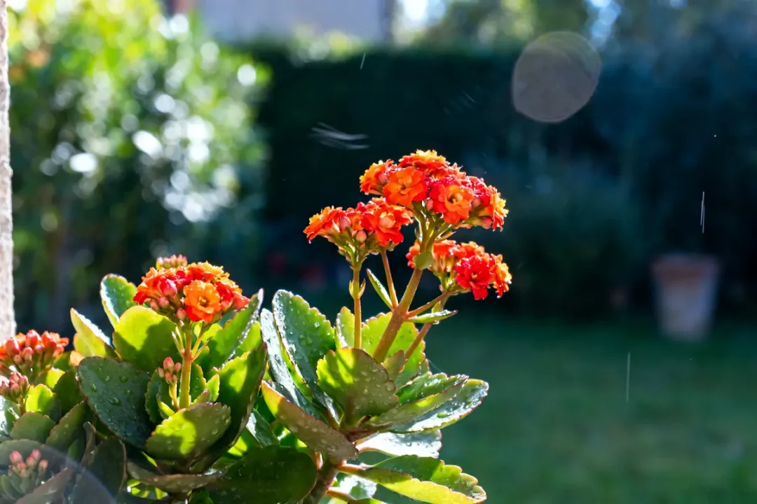 Kalanchoe éclatant aux fleurs orange dans un jardin ensoleillé