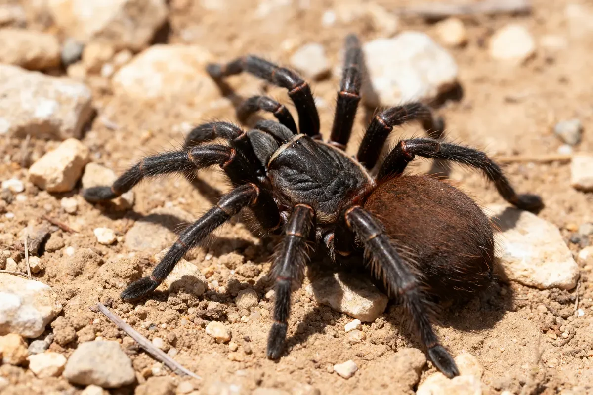 Mygale de Provence noire sur sol rocailleux et ensoleillé en plein jour