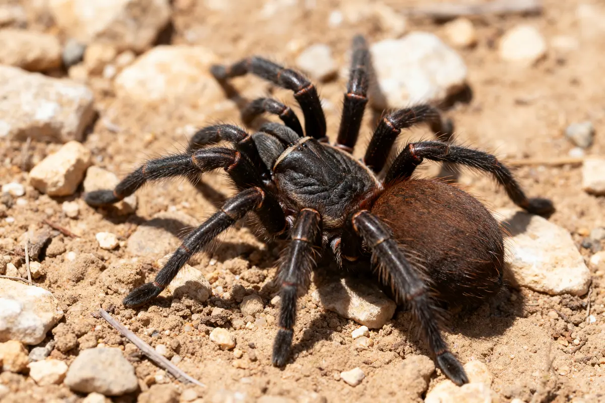 Mygale de Provence noire sur sol rocailleux et ensoleillé en plein jour