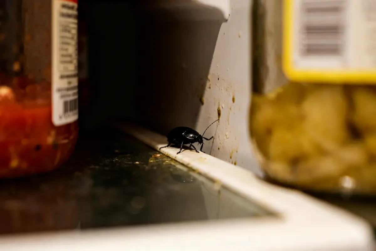 Petit insecte noir dans la maison près de pots dans un coin sombre de cuisine