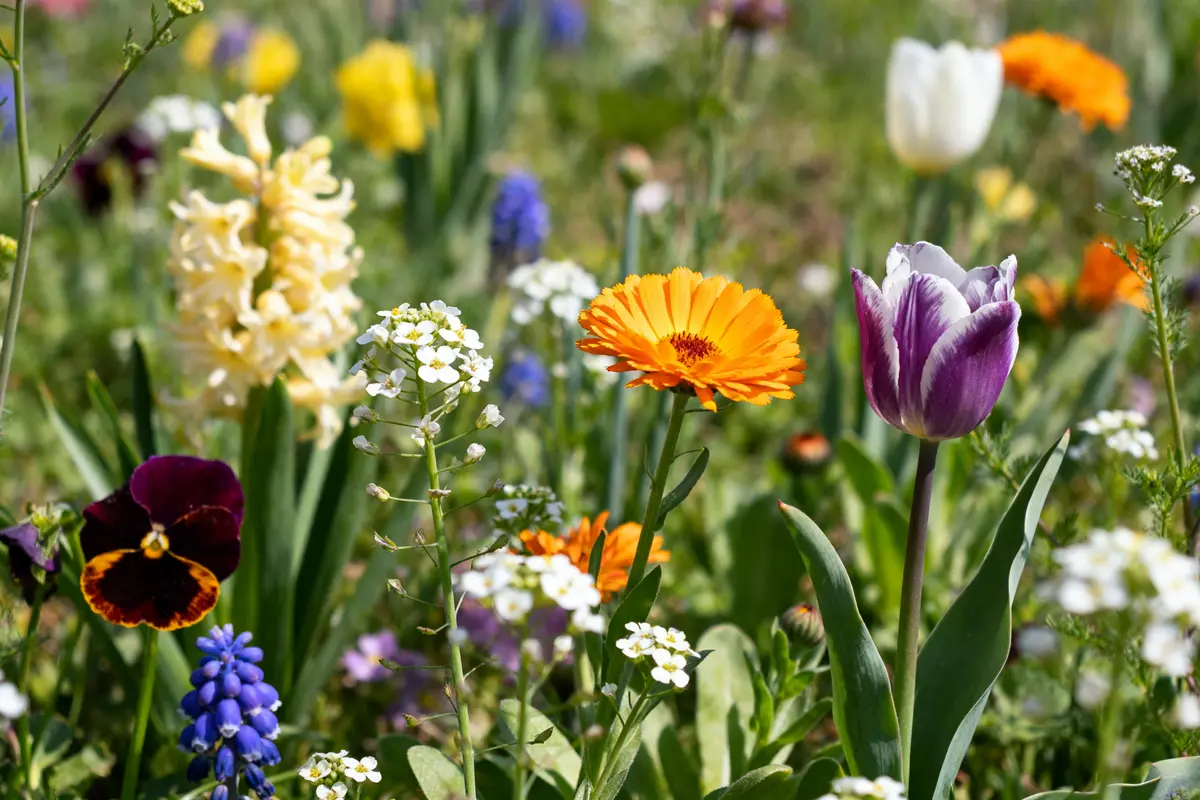 Différents types de fleurs colorées dans un jardin printanier, dont tulipes et pensées