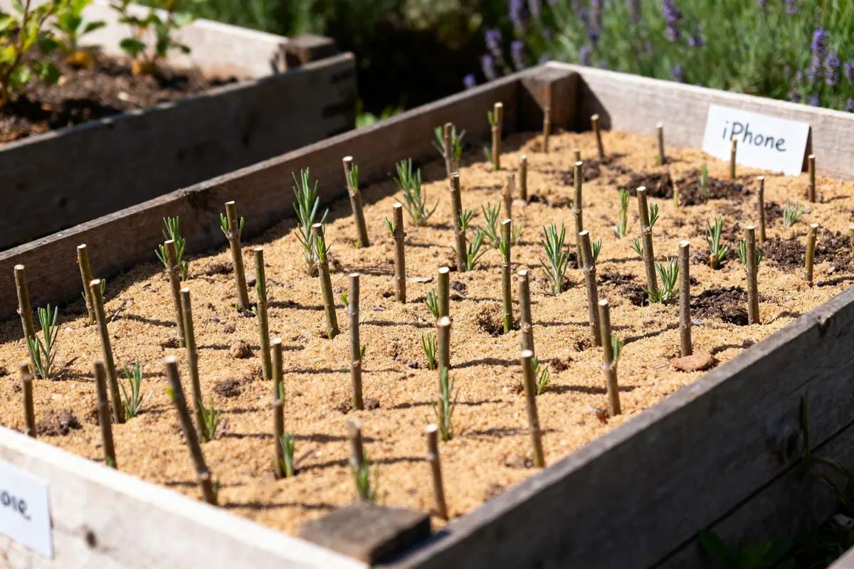 Jeunes plants en caisses pour bouturage des lavandes sous le soleil