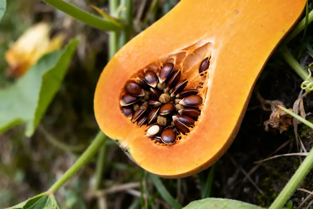 Une courge tranchée dévoilant ses graines, liée au danger de la capucine