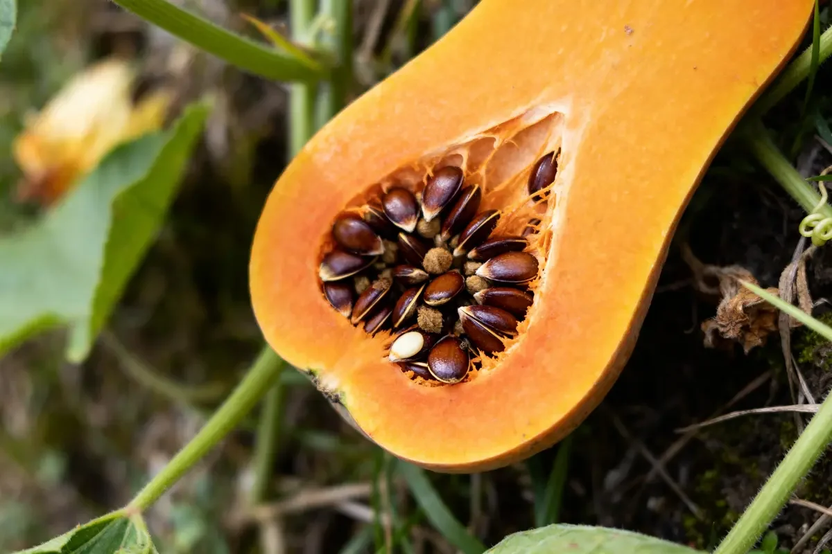 Une courge tranchée dévoilant ses graines, liée au danger de la capucine