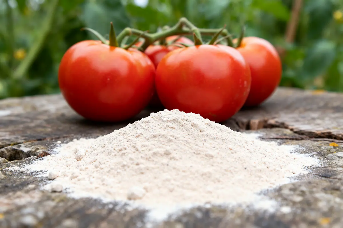 Tomates mûres et poudre pour dosage bouillie bordelaise pour 5 litres tomates jardinage efficace