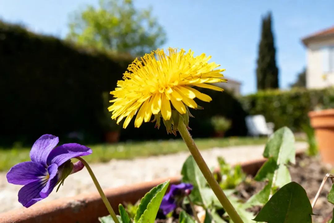 Pissenlit jaune vibrant et violette dans un jardin ensoleillé fleur en ette