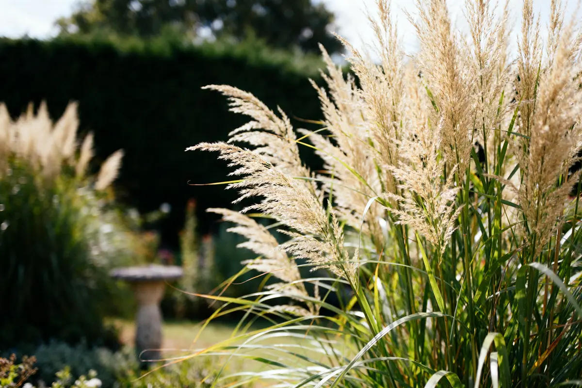 Molinie élégante dans un jardin ensoleillé avec arrière-plan de buisson et sculpture floue
