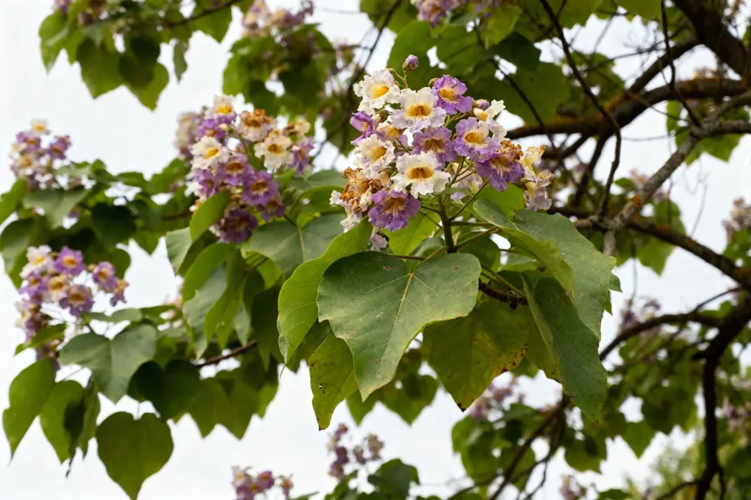 Feuilles et fleurs violettes d'un paulownia adulte en gros plan sur un arbre