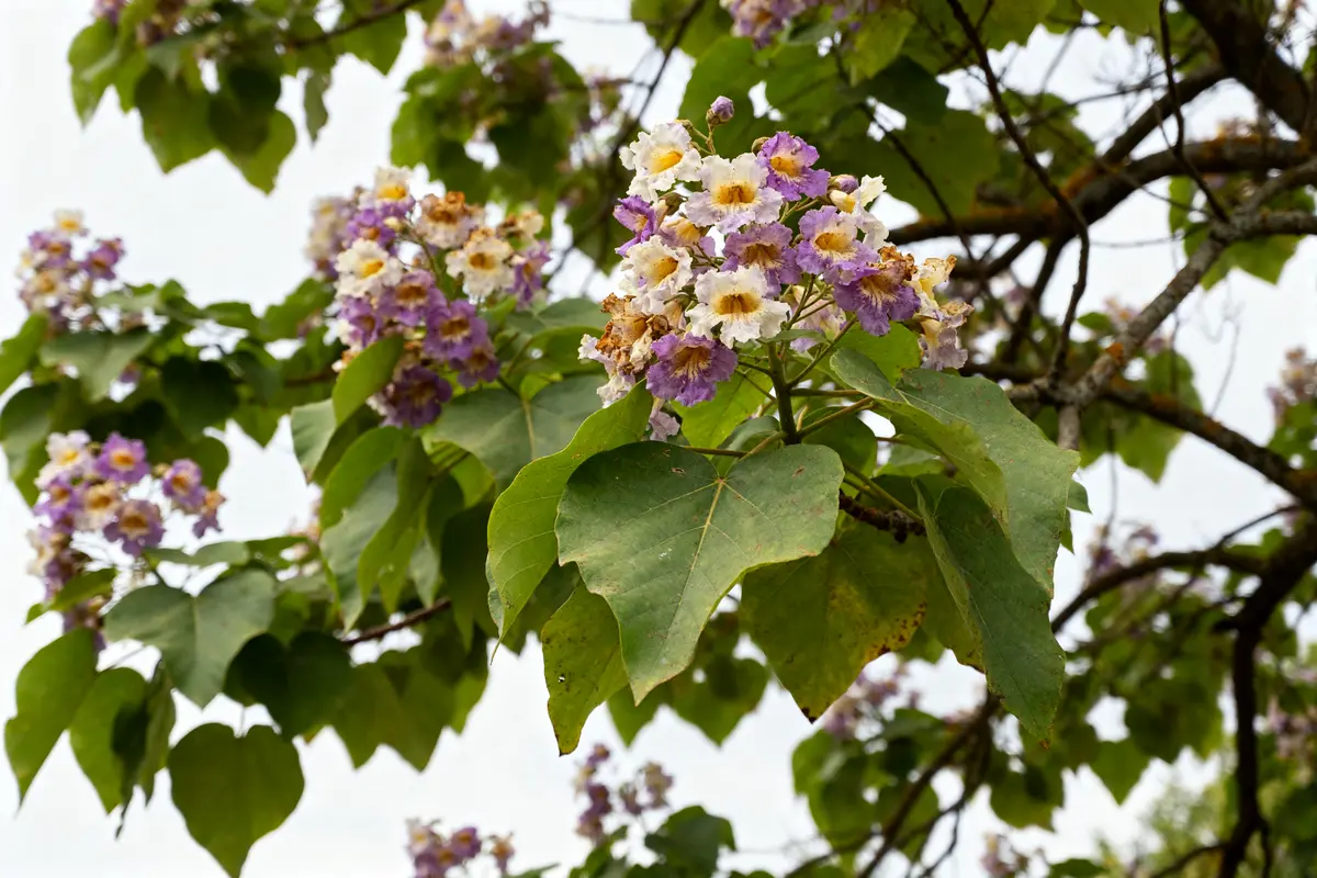 Feuilles et fleurs violettes d'un paulownia adulte en gros plan sur un arbre