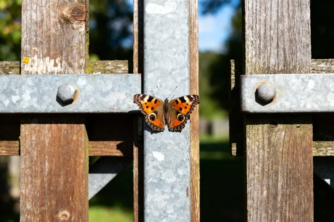 Papillon posé sur un portail en bois et métal éclairé par le soleil prix portail papillon