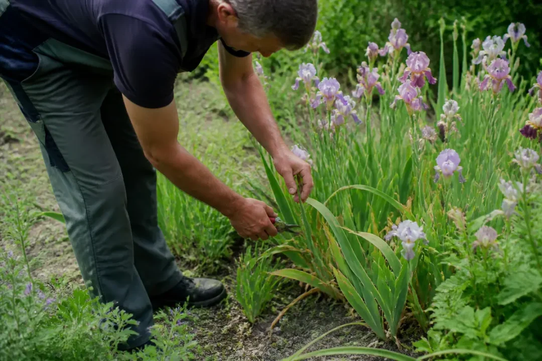 Homme travaillant dans un jardin, taillant des plantes à fleurs violettes sous un ciel clair.