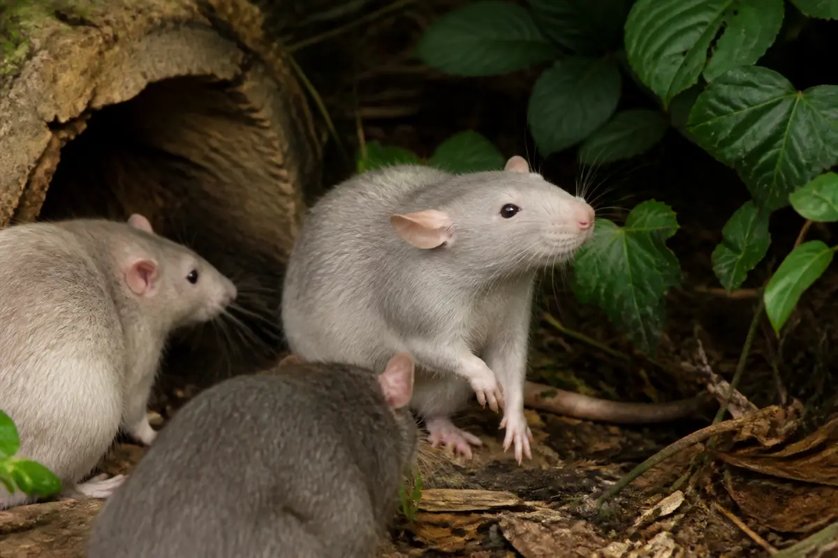 Trois rats gris explorant le sol de la forêt près d'un tronc d'arbre couvert de feuilles vertes.